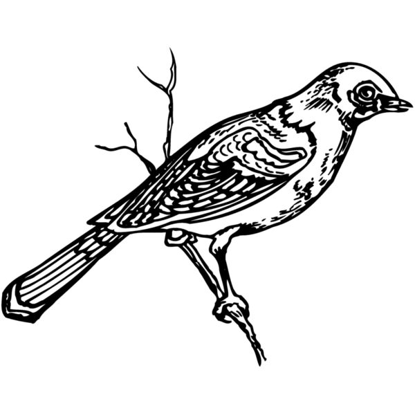 BIRD020 Thumbnail