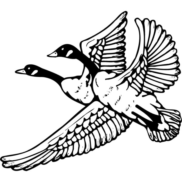 BIRD077 Thumbnail