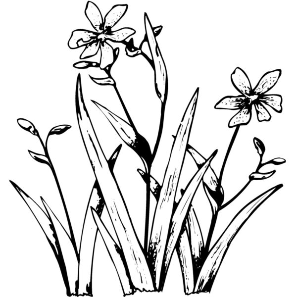 FLOWER19 Thumbnail